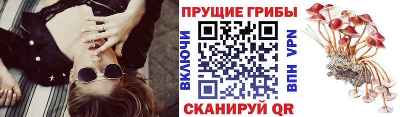 Псилоцибиновые грибы прущие грибы Бердск